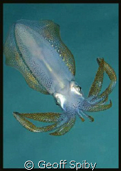 this squid pic was taken in the Lembeh Straits-I used a 6... by Geoff Spiby 